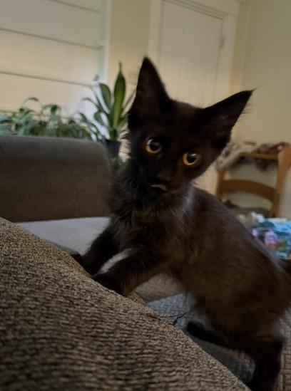 Sally, a ADOPTABLE Domestic Short Hair in Midland, MI image 1/5