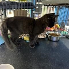 Sally, a ADOPTABLE Domestic Short Hair in Midland, MI image 5/5