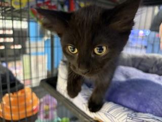 Sally, a ADOPTABLE Domestic Short Hair in Midland, MI image 3/5