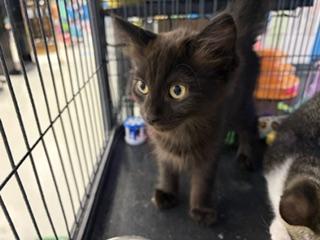 Sally, a ADOPTABLE Domestic Short Hair in Midland, MI image 4/5