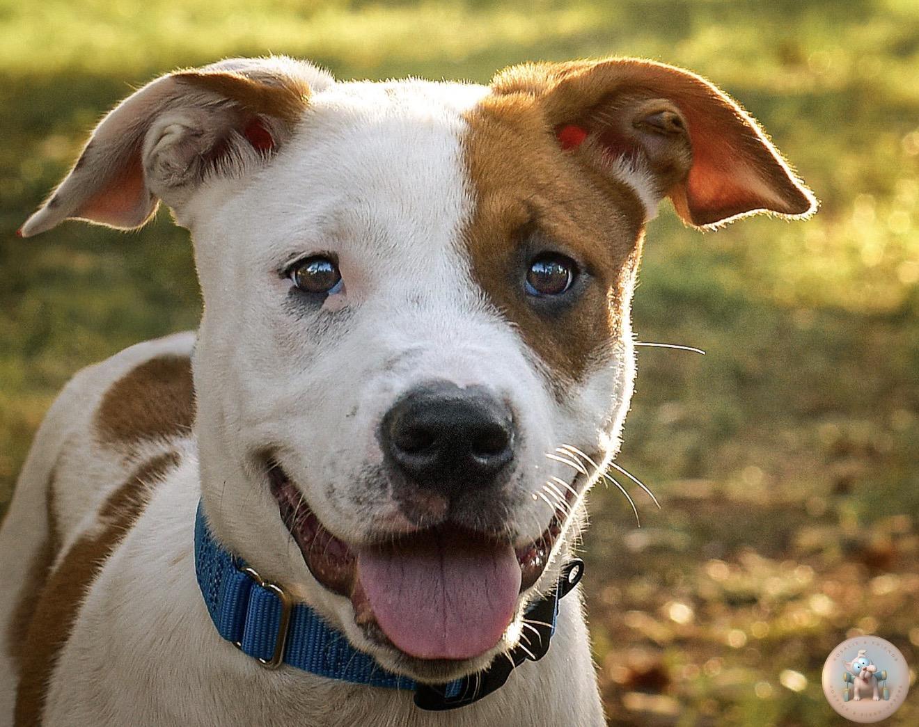 Noodles, ADOPTABLE, Puppy Male Retriever & Terrier.