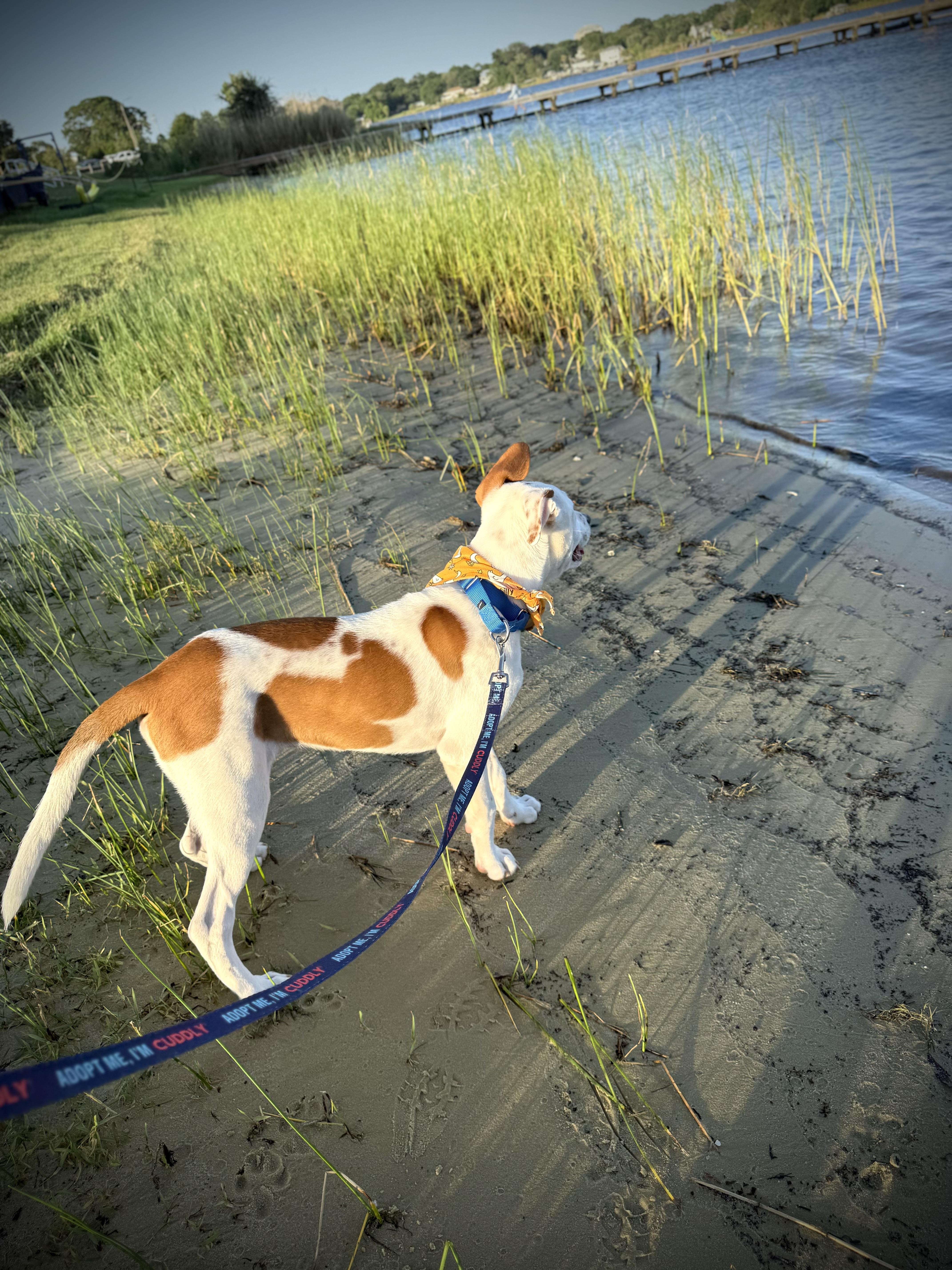 Noodles, a ADOPTABLE mixed breed in Milton, FL image 3/6