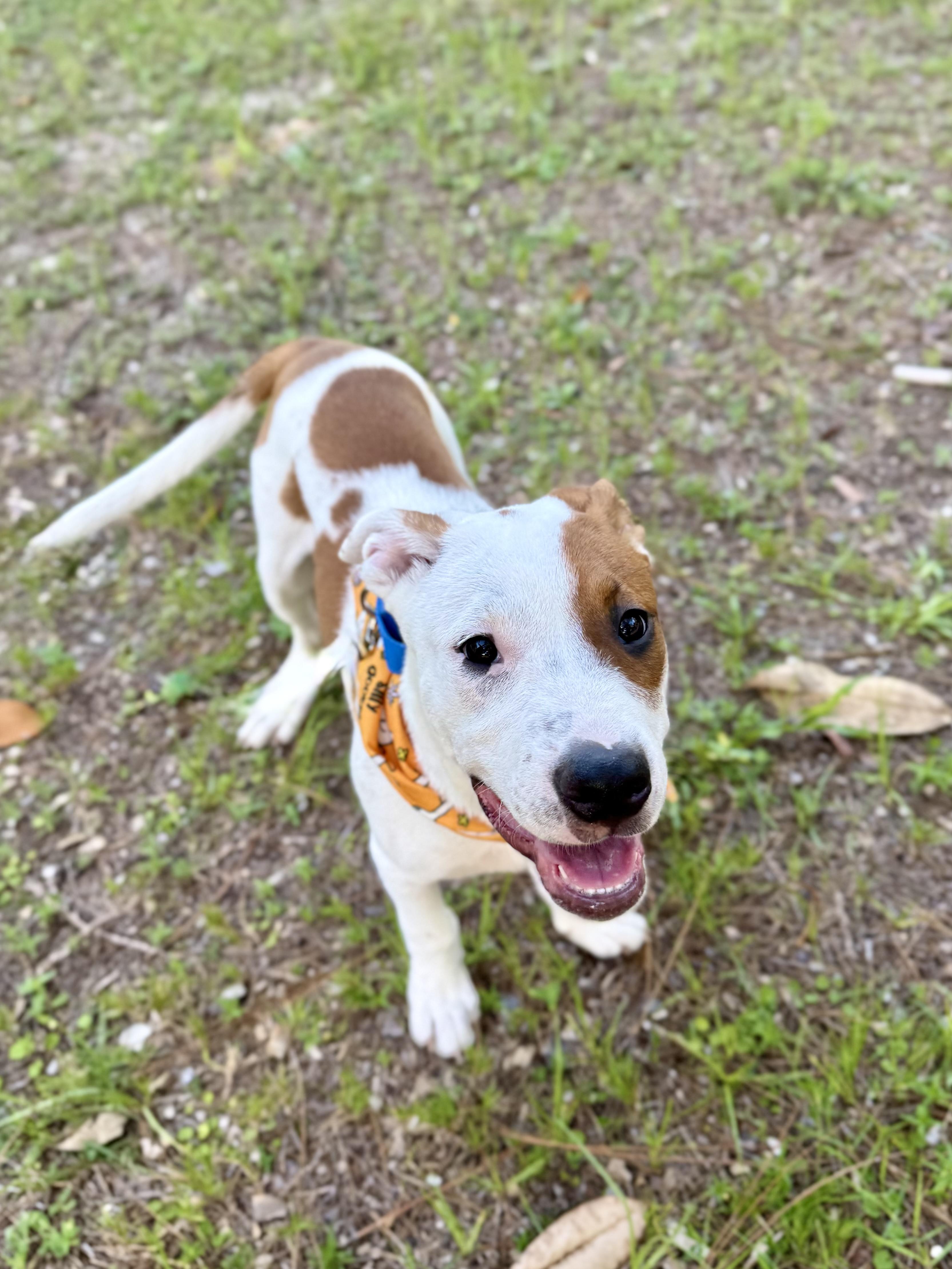 Noodles, a ADOPTABLE mixed breed in Milton, FL image 4/6