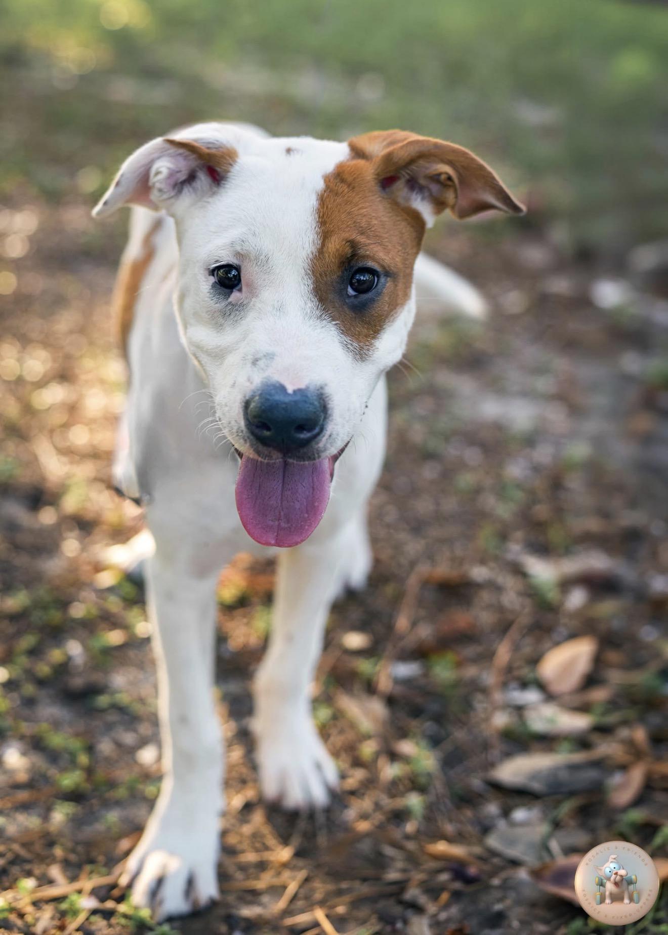 Noodles, ADOPTABLE, Puppy Male Retriever & Terrier.