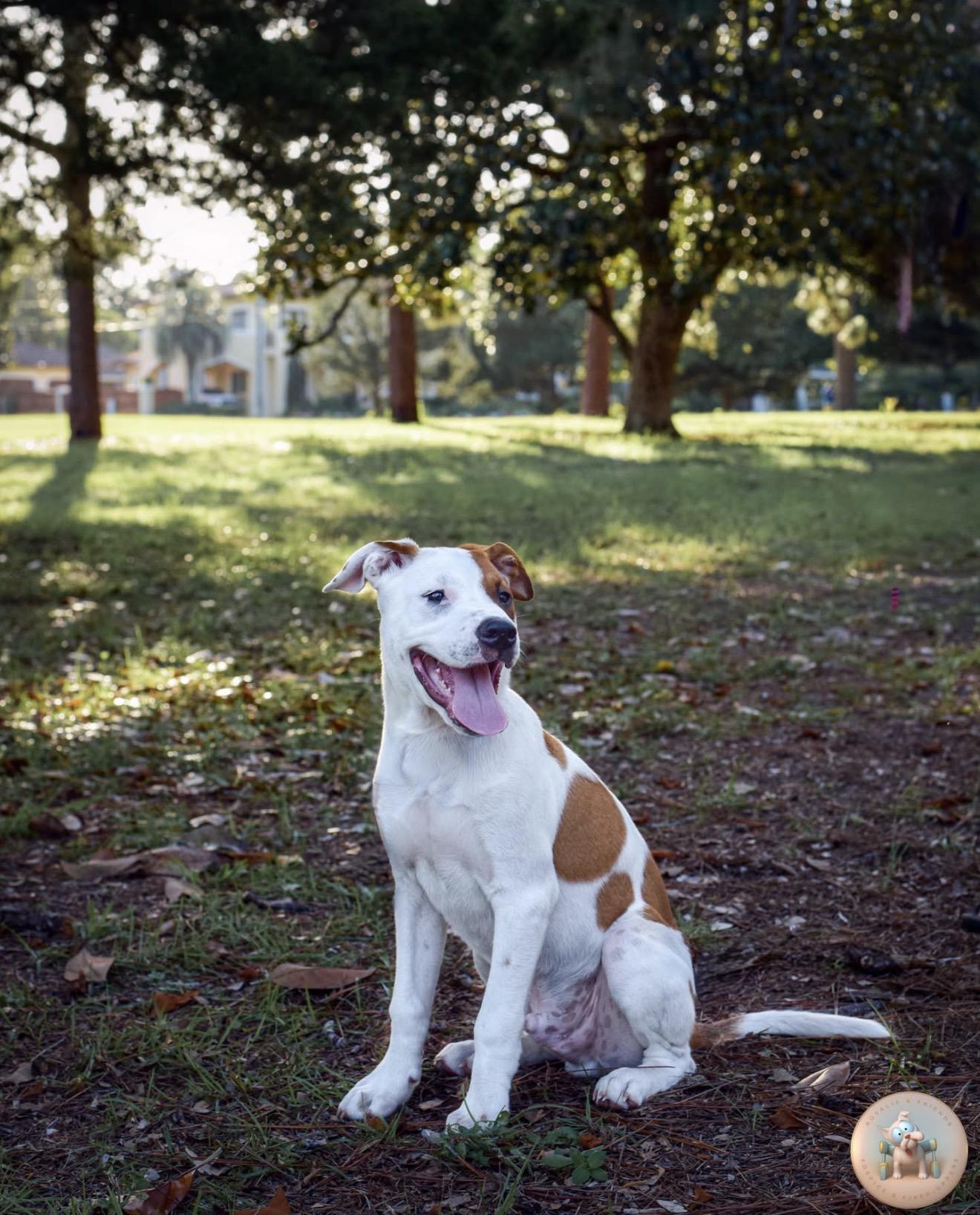 Noodles, a ADOPTABLE mixed breed in Milton, FL image 6/6