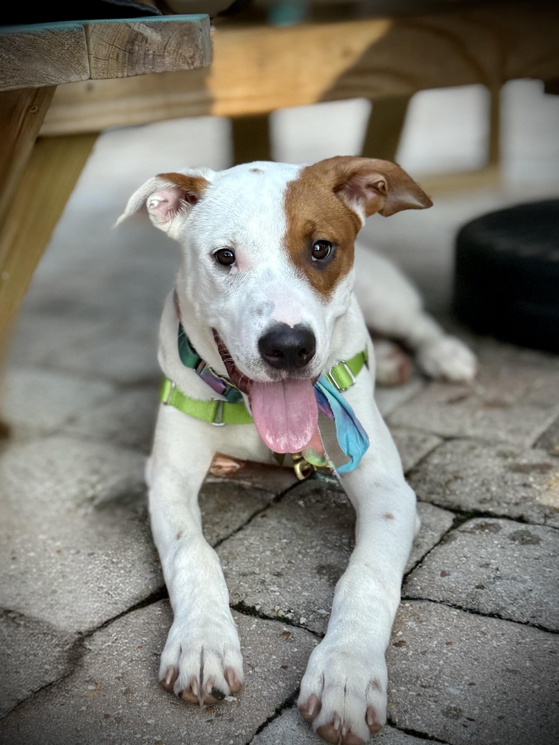 Noodles, a ADOPTABLE mixed breed in Milton, FL image 1/6