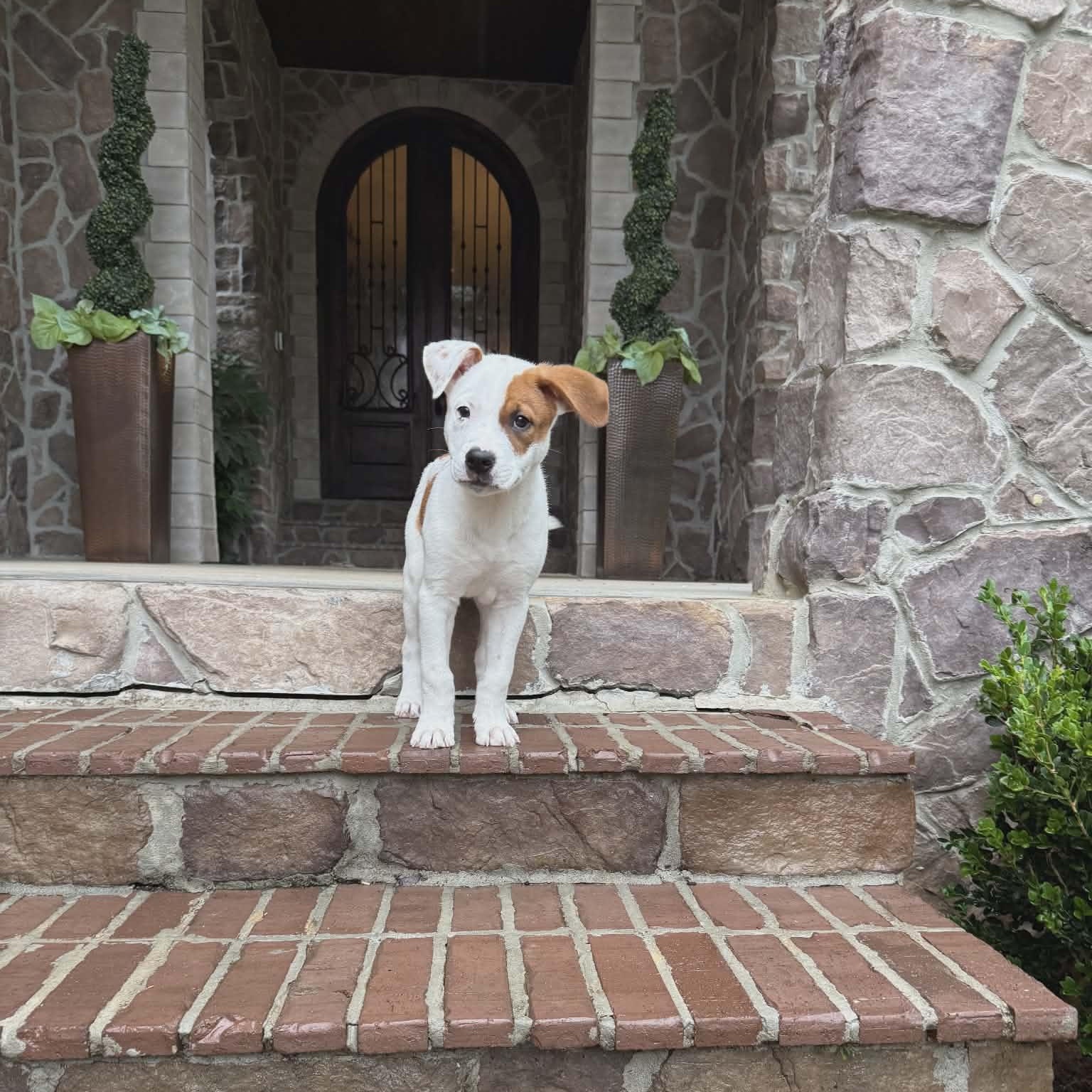Noodles, a ADOPTABLE mixed breed in Milton, FL image 4/4