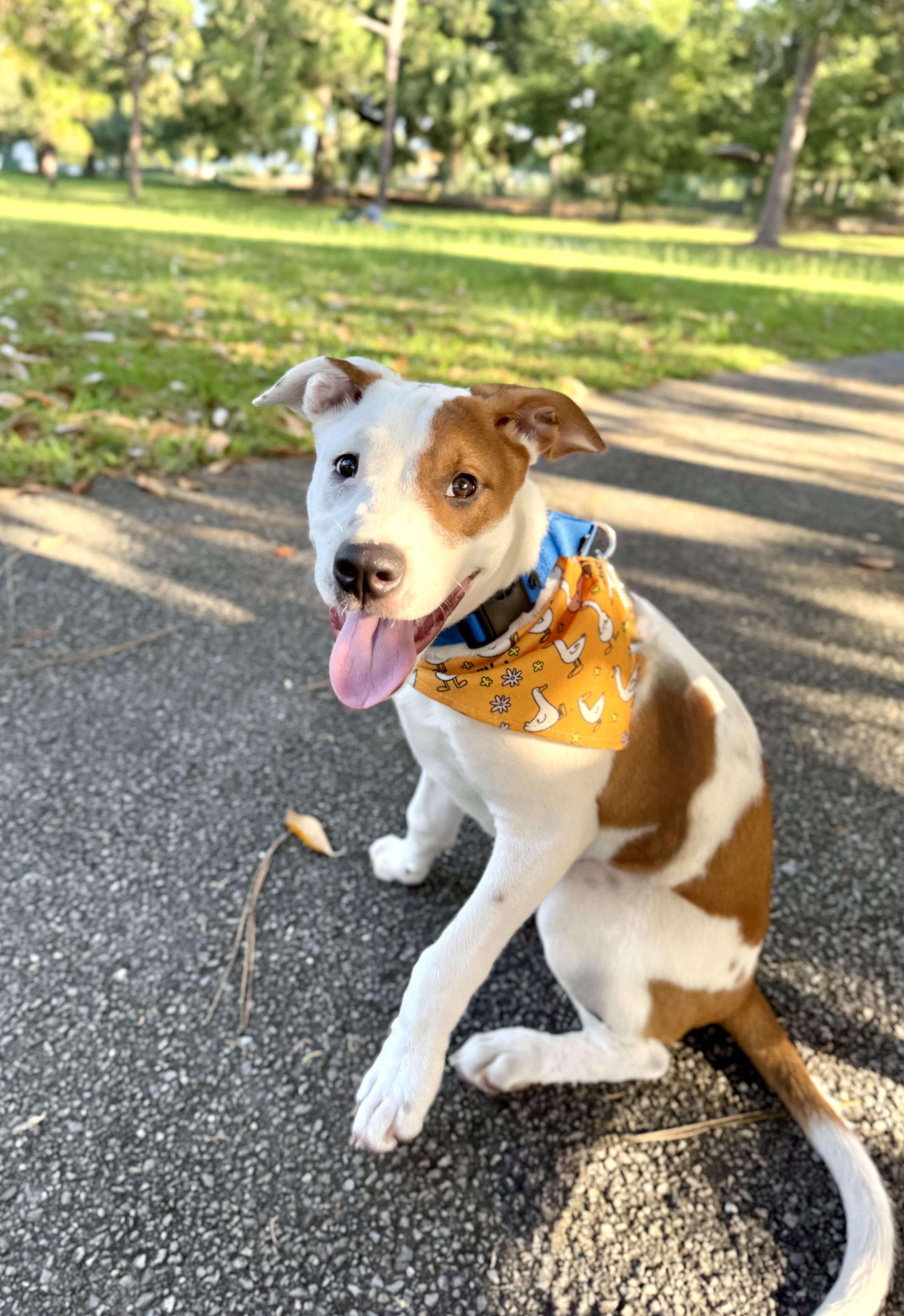 Noodles, a ADOPTABLE mixed breed in Milton, FL image 2/6