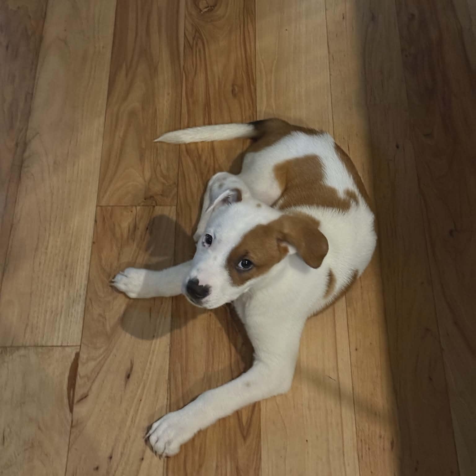 Noodles, a ADOPTABLE mixed breed in Milton, FL image 1/4