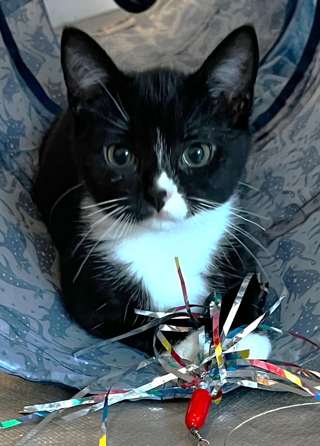 Zora - located at Petsmart NE, ADOPTABLE, Kitten Female Domestic Short Hair.