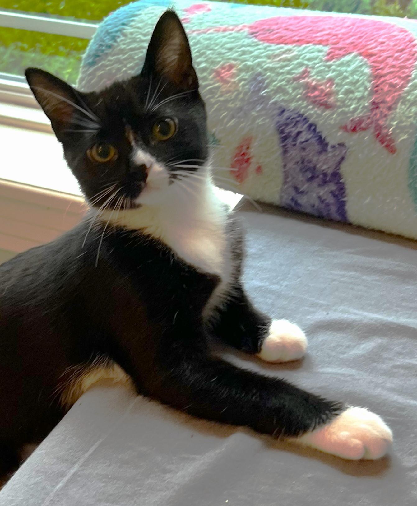 Enlarge Zora - located at Petsmart NE, a ADOPTABLE Domestic Short Hair in Cedar Rapids, IA image 4/6