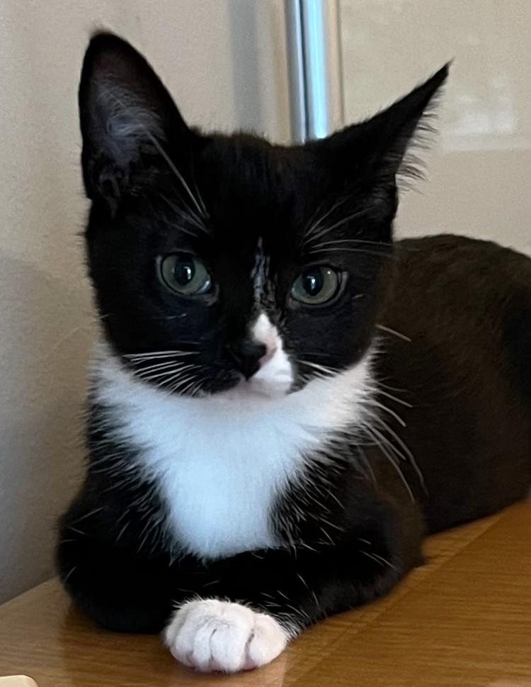 Enlarge Zora - located at Petsmart NE, a ADOPTABLE Domestic Short Hair in Cedar Rapids, IA image 6/6