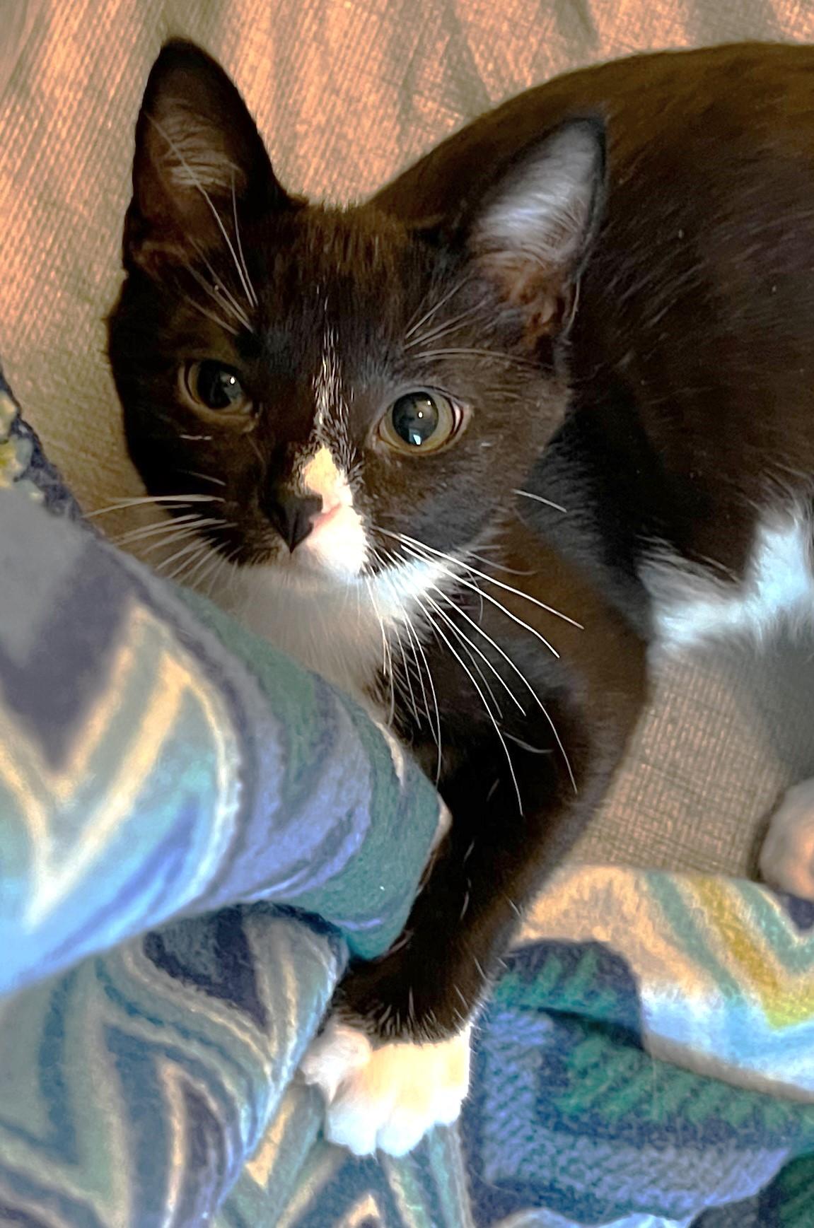 Enlarge Zora - located at Petsmart NE, a ADOPTABLE Domestic Short Hair in Cedar Rapids, IA image 3/6