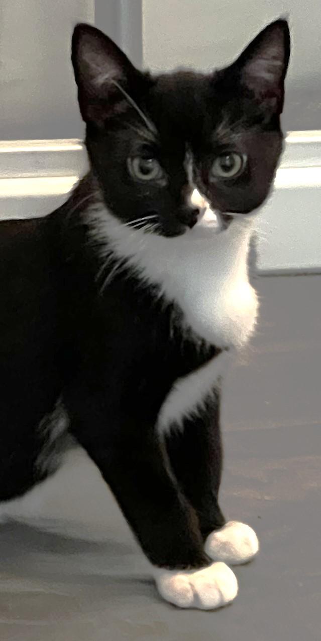 Enlarge Zora - located at Petsmart NE, a ADOPTABLE Domestic Short Hair in Cedar Rapids, IA image 2/6