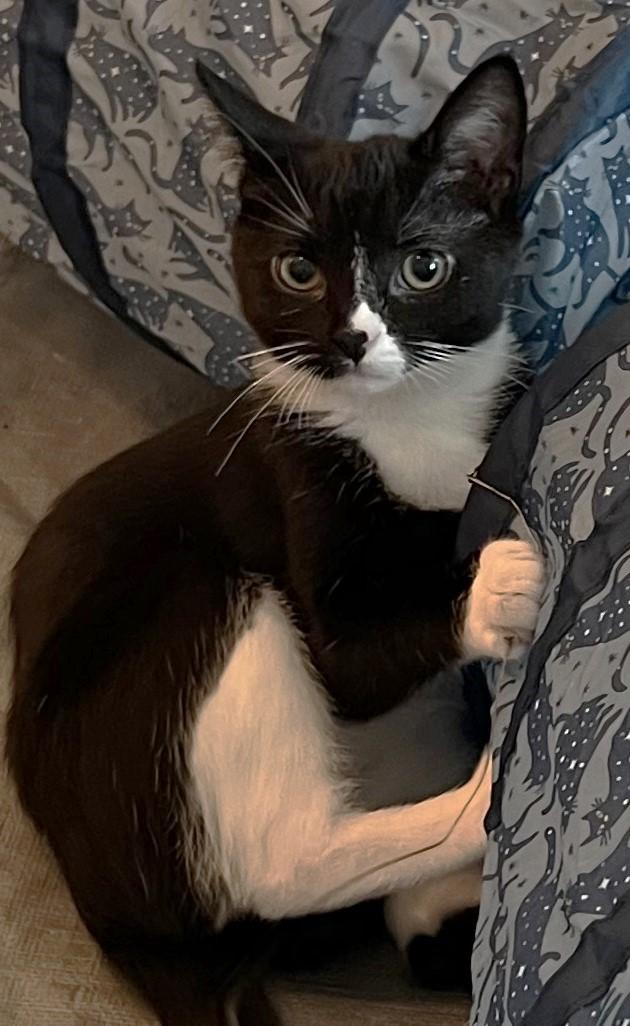Enlarge Zora - located at Petsmart NE, a ADOPTABLE Domestic Short Hair in Cedar Rapids, IA image 5/6