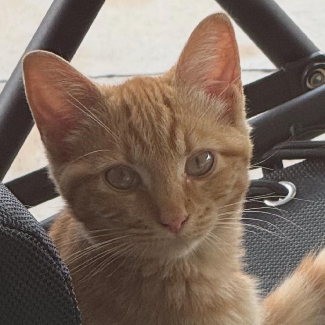 Enlarge Simon, a Adopted Domestic Short Hair in Gastonia, NC image 2/2