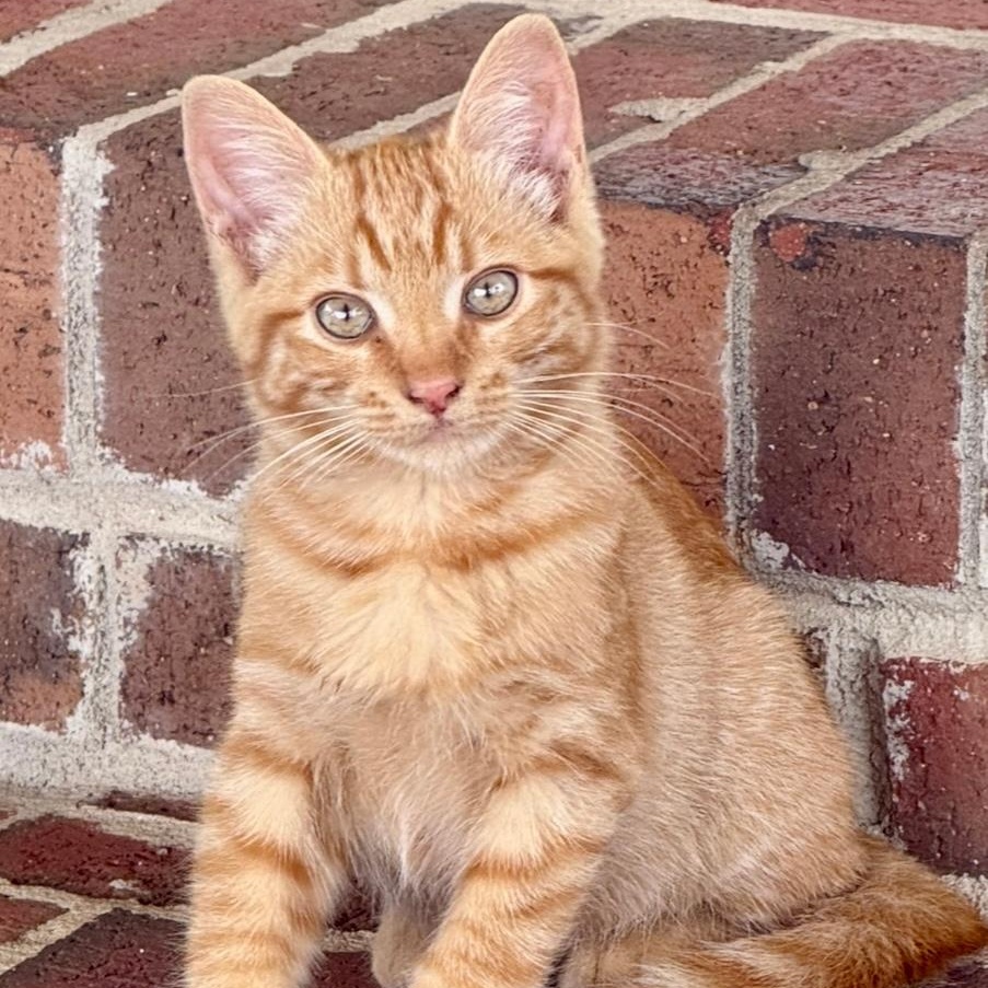 Enlarge Simon, a Adopted Domestic Short Hair in Gastonia, NC image 1/2