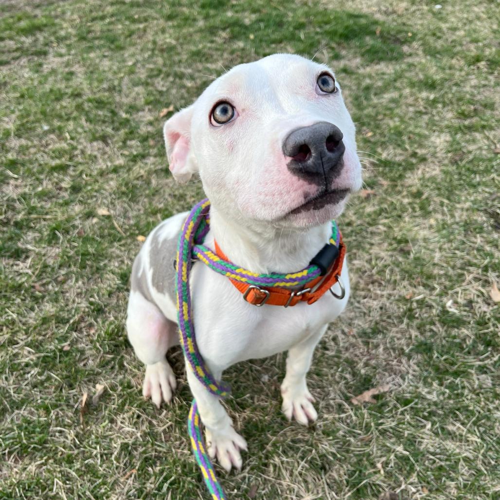 Enlarge Far Away, a Adoptable Mixed Breed in Davenport, IA image 1/6