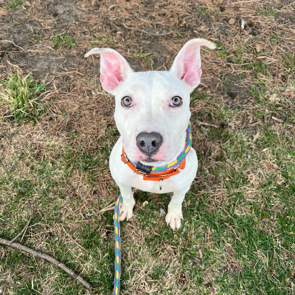 Enlarge Far Away, a Adoptable Mixed Breed in Davenport, IA image 2/6