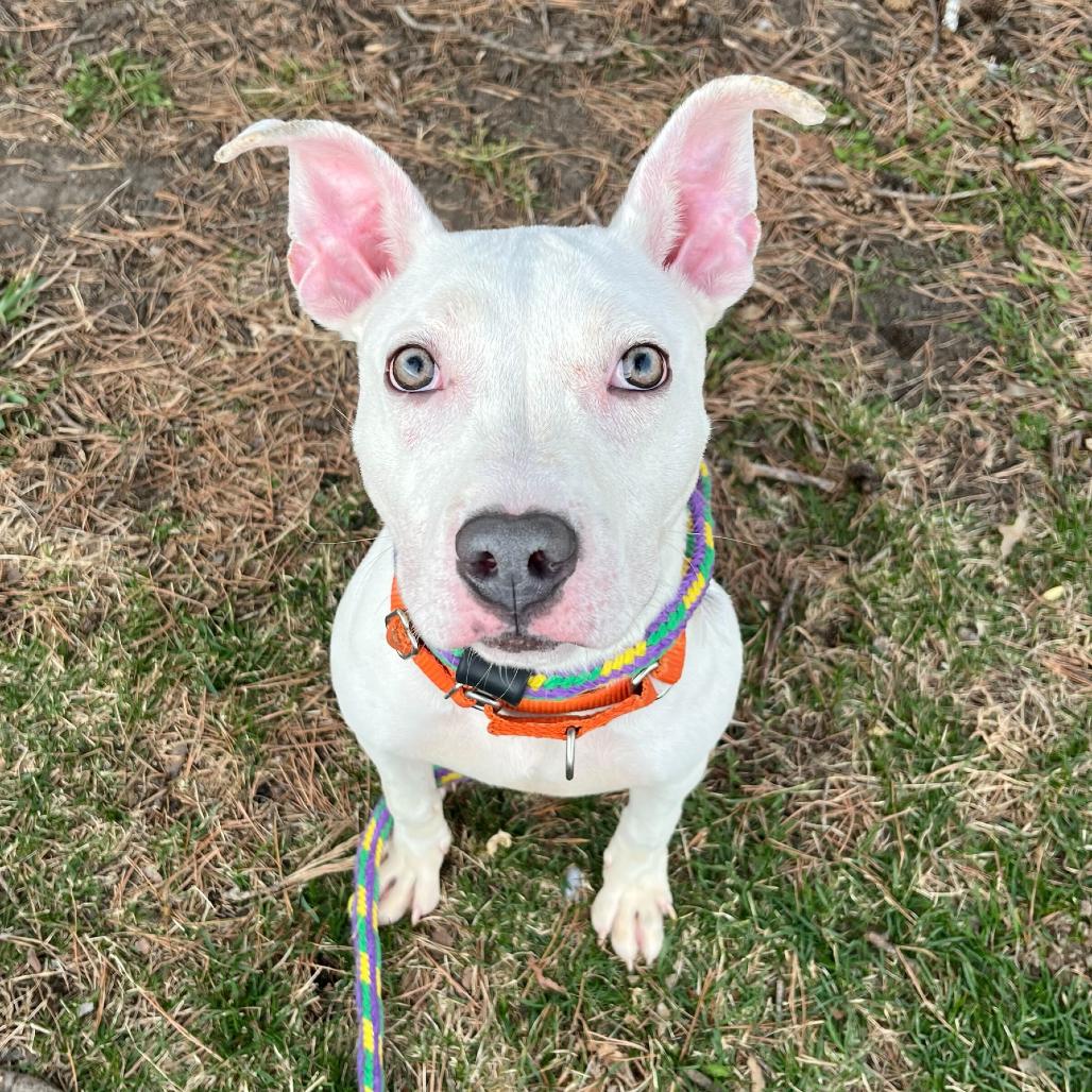 Enlarge Far Away, a Adoptable Mixed Breed in Davenport, IA image 3/6