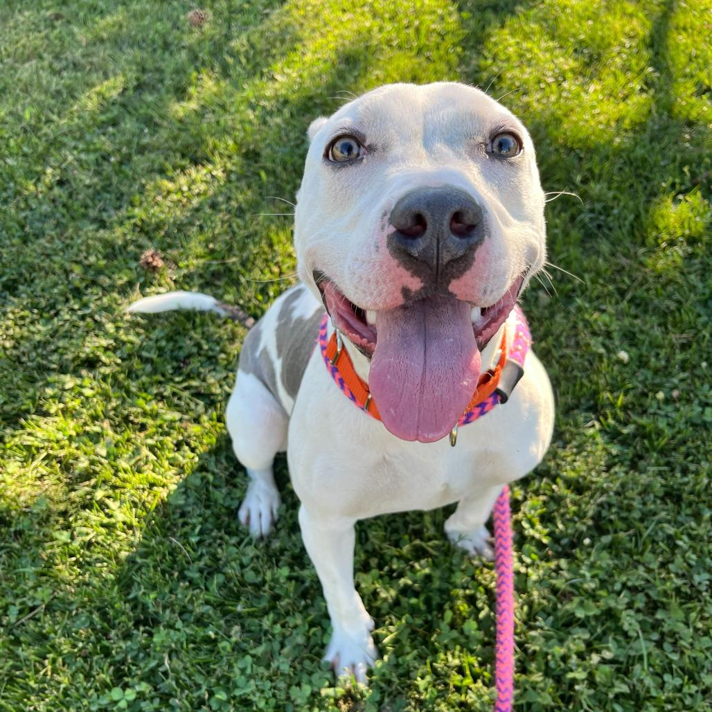 Enlarge Far Away, a Adoptable Mixed Breed in Davenport, IA image 4/6