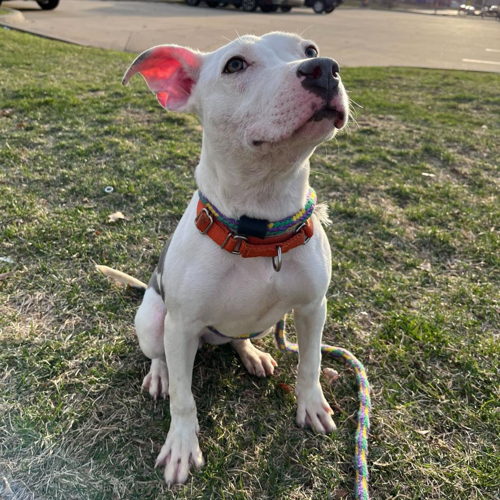 Enlarge Far Away, a Adoptable Mixed Breed in Davenport, IA image 5/6
