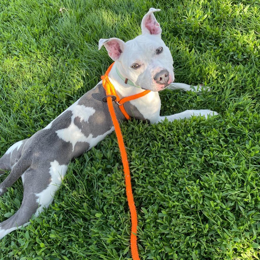 Enlarge Far Away, a Adoptable Mixed Breed in Davenport, IA image 6/6