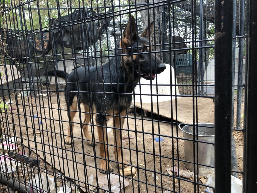 Benji, Adoptable, Young Male German Shepherd Dog.