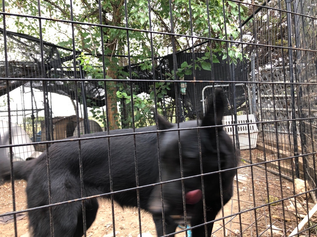 Enlarge Benji, a Adoptable German Shepherd Dog in Haslet, TX image 2/2