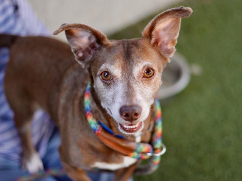 CANELO, Adoptable, Adult Male Mixed Breed.