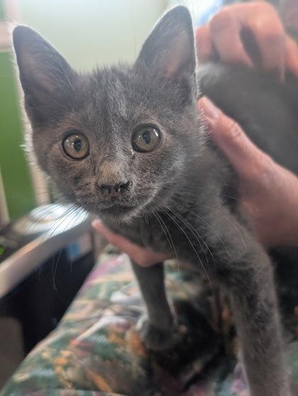 Sketch, Adoptable, Kitten Male Domestic Short Hair & Domestic Short Hair.