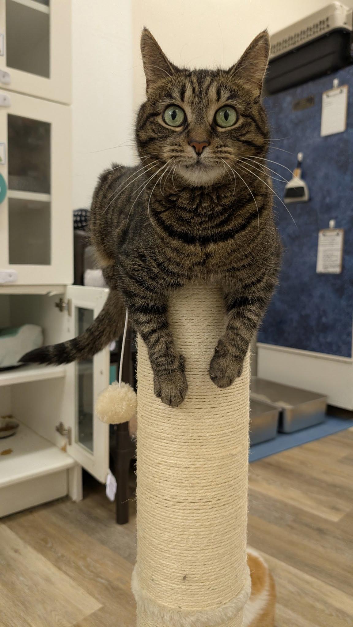 Enlarge Melodie, a Adoptable Domestic Short Hair in Columbus, OH image 2/3