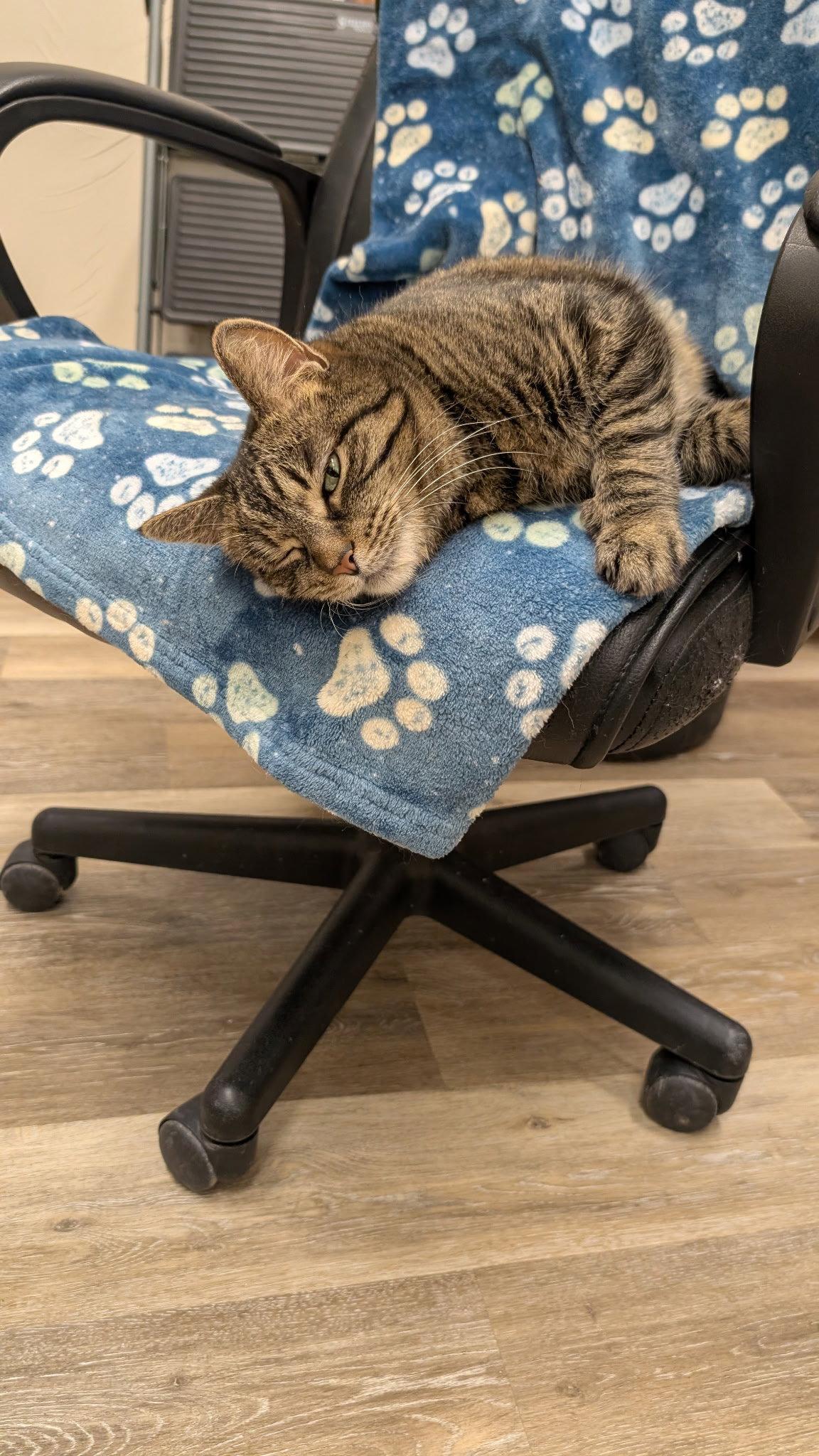 Enlarge Melodie, a Adoptable Domestic Short Hair in Columbus, OH image 3/3