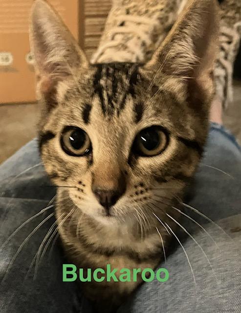 Enlarge Buckaroo, a Adoptable Domestic Short Hair in Zimmerman, MN image 1/1