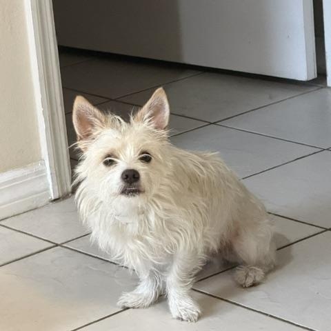 Enlarge Blade, a Adoptable mixed breed in Orlando, FL image 4/5