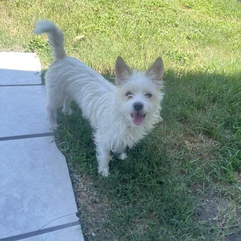 Enlarge Blade, a Adoptable mixed breed in Orlando, FL image 1/5