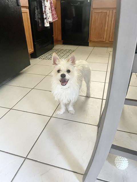 Enlarge Blade, a Adoptable mixed breed in Orlando, FL image 2/5