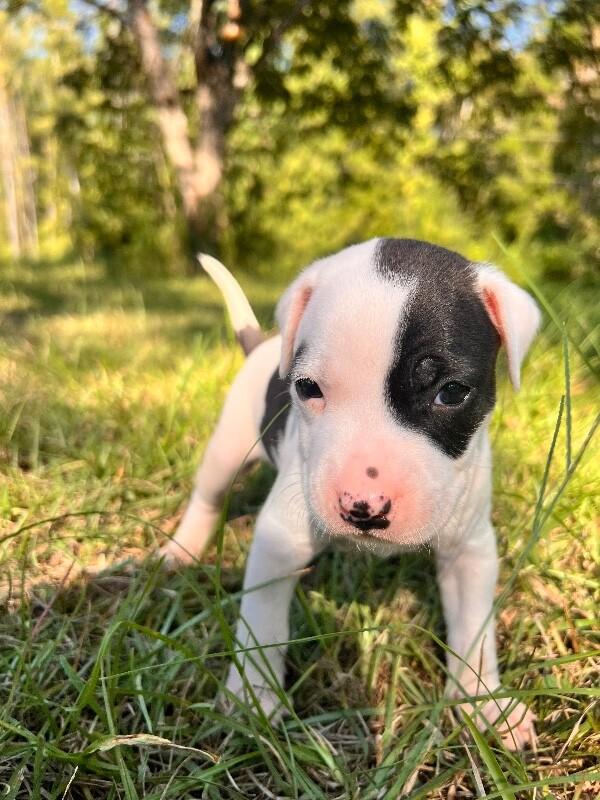 Enlarge Gilly, a Adoptable mixed breed in Thomasville, AL image 1/1