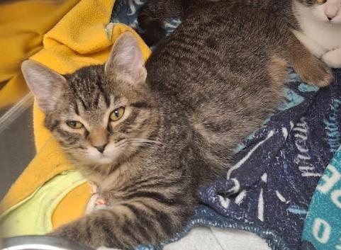 Petrie, ADOPTABLE, Young Male Domestic Short Hair.