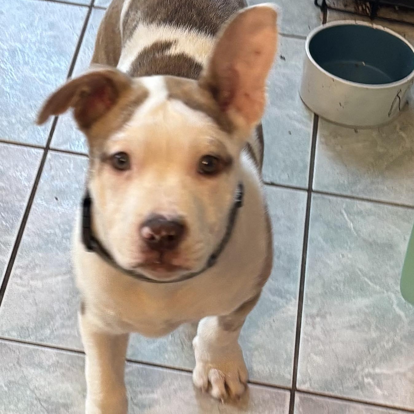 Enlarge Twinkle, a Adoptable mixed breed in Scarborough, ON image 4/6