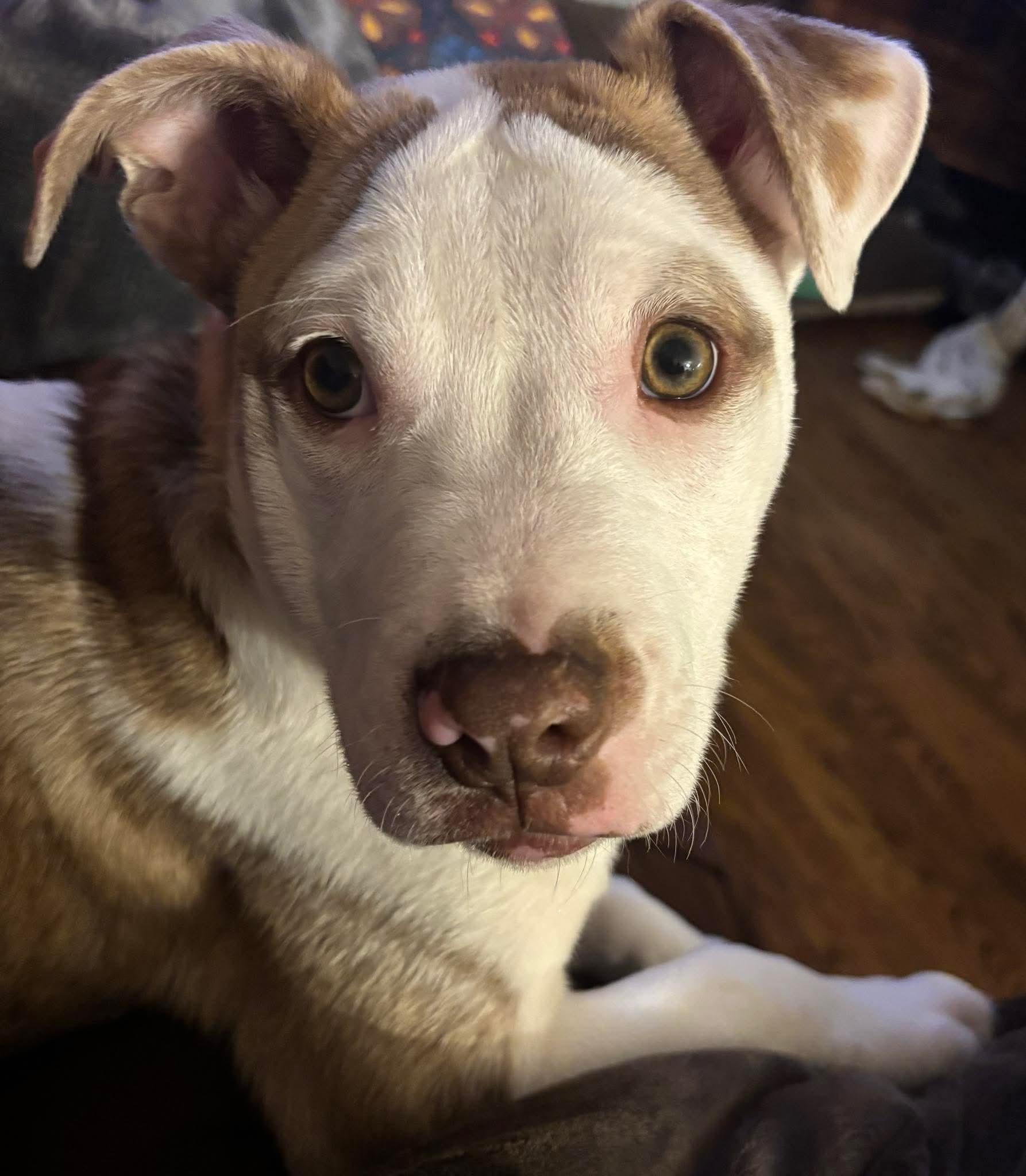 Enlarge Twinkle, a Adoptable mixed breed in Scarborough, ON image 1/6