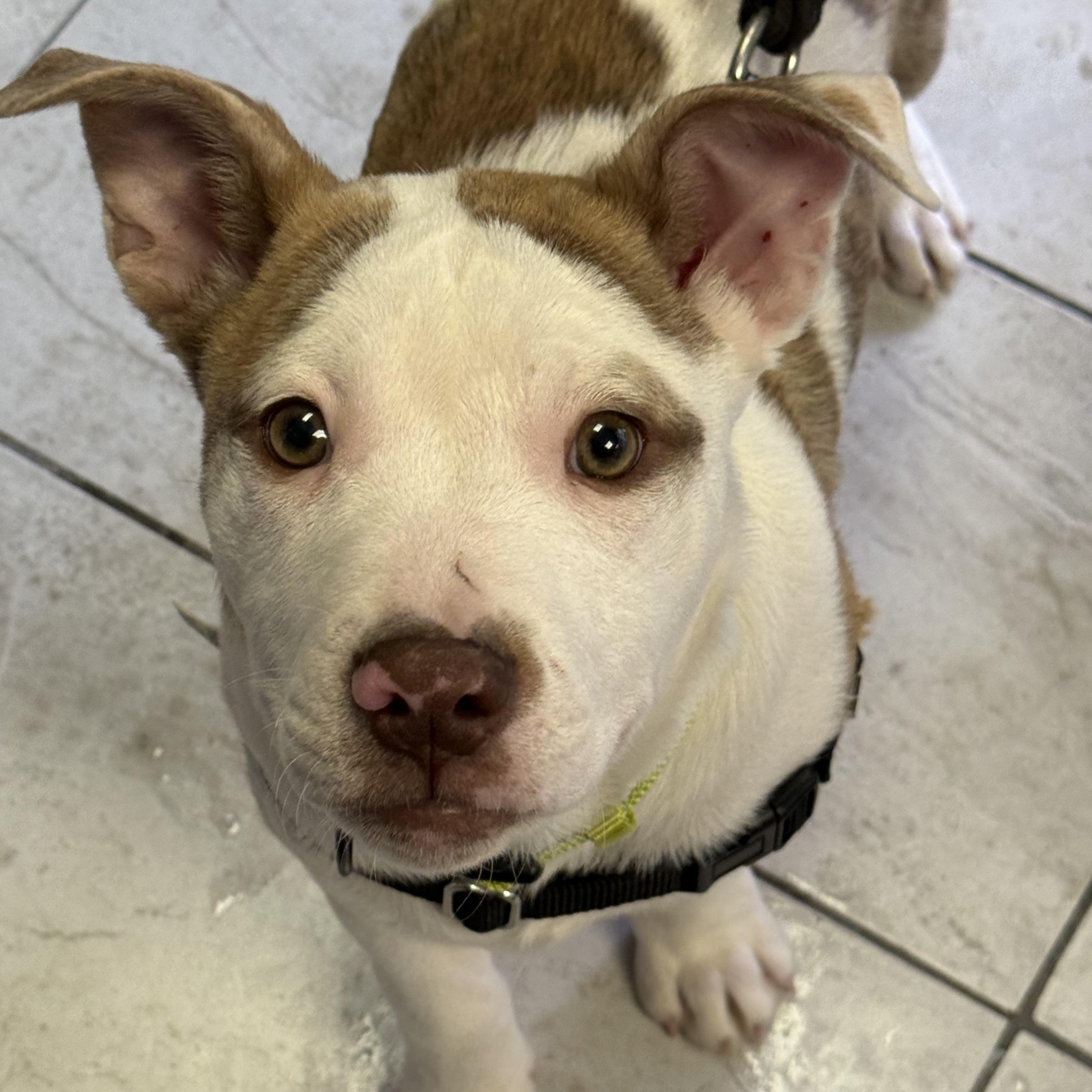 Enlarge Twinkle, a Adoptable mixed breed in Scarborough, ON image 5/6