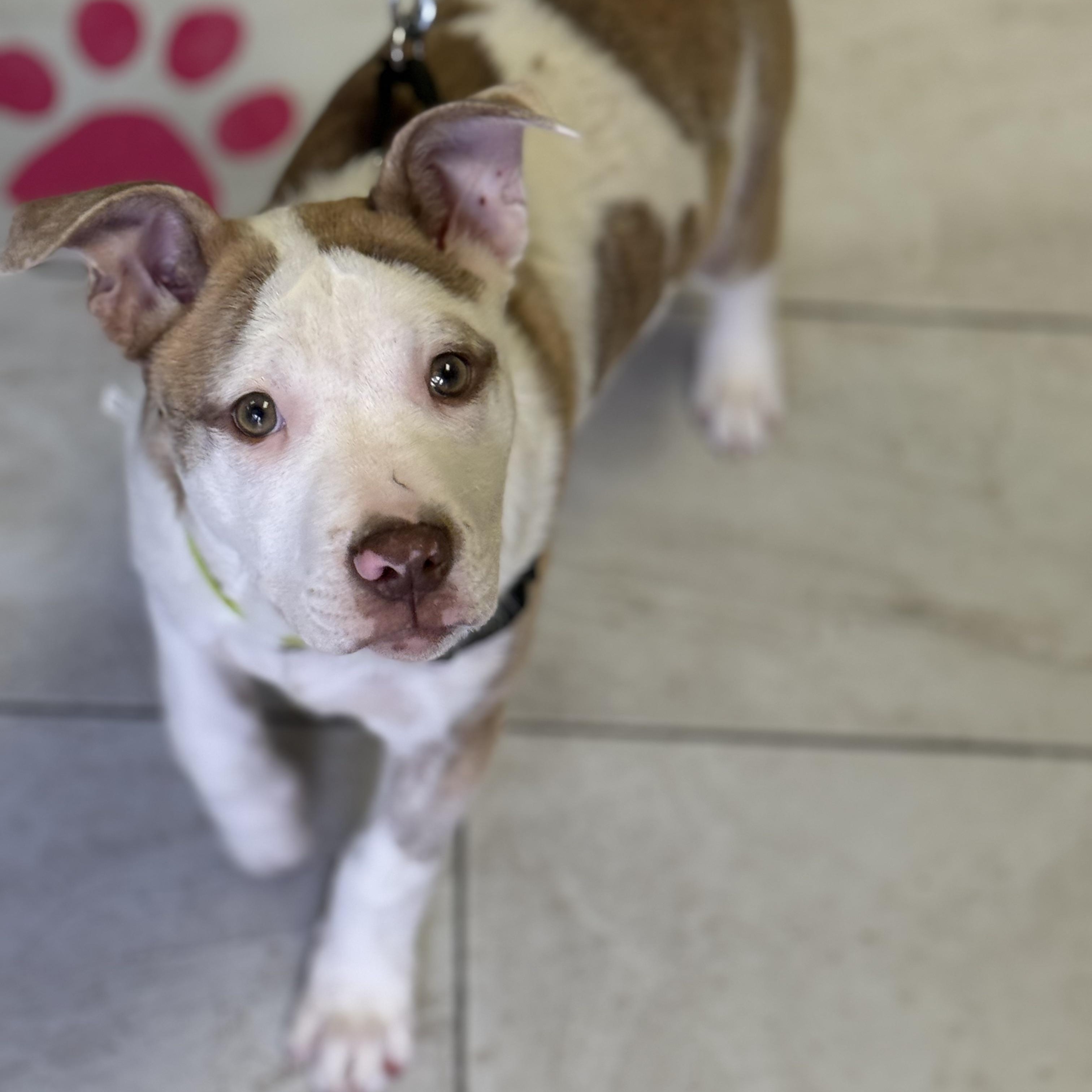 Enlarge Twinkle, a Adoptable mixed breed in Scarborough, ON image 2/6