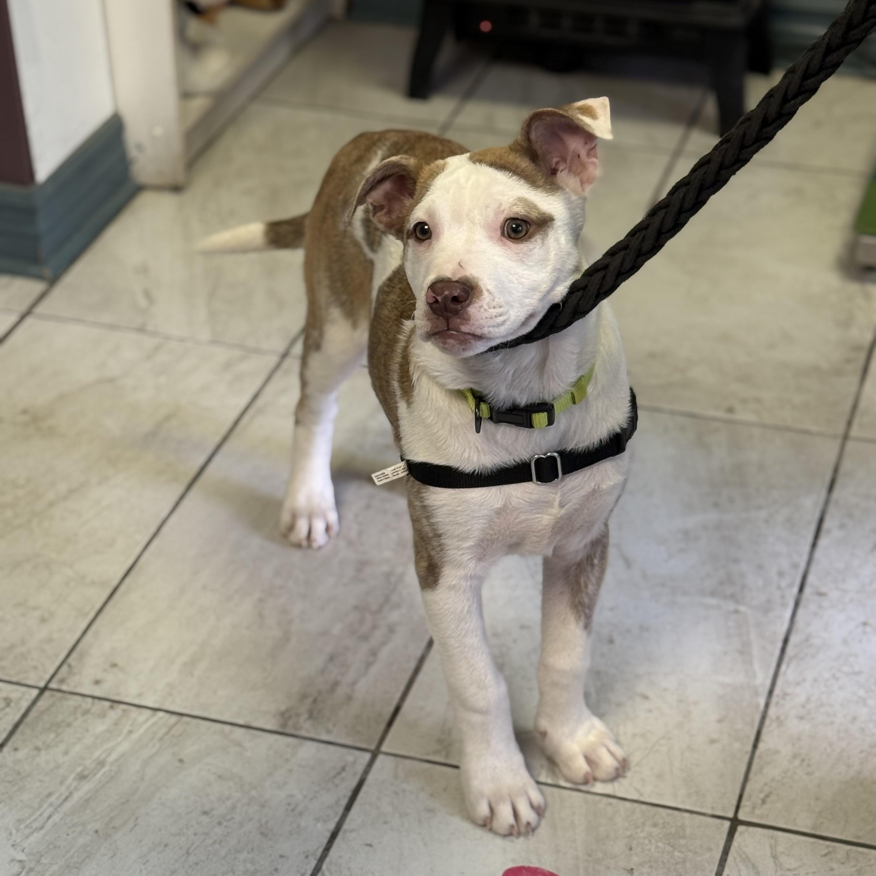 Enlarge Twinkle, a Adoptable mixed breed in Scarborough, ON image 3/6