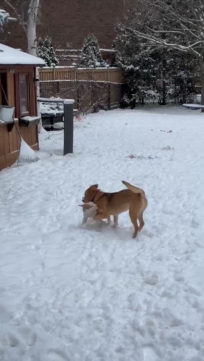 Enlarge Twinkle, a Adoptable mixed breed in Scarborough, ON video 6/6