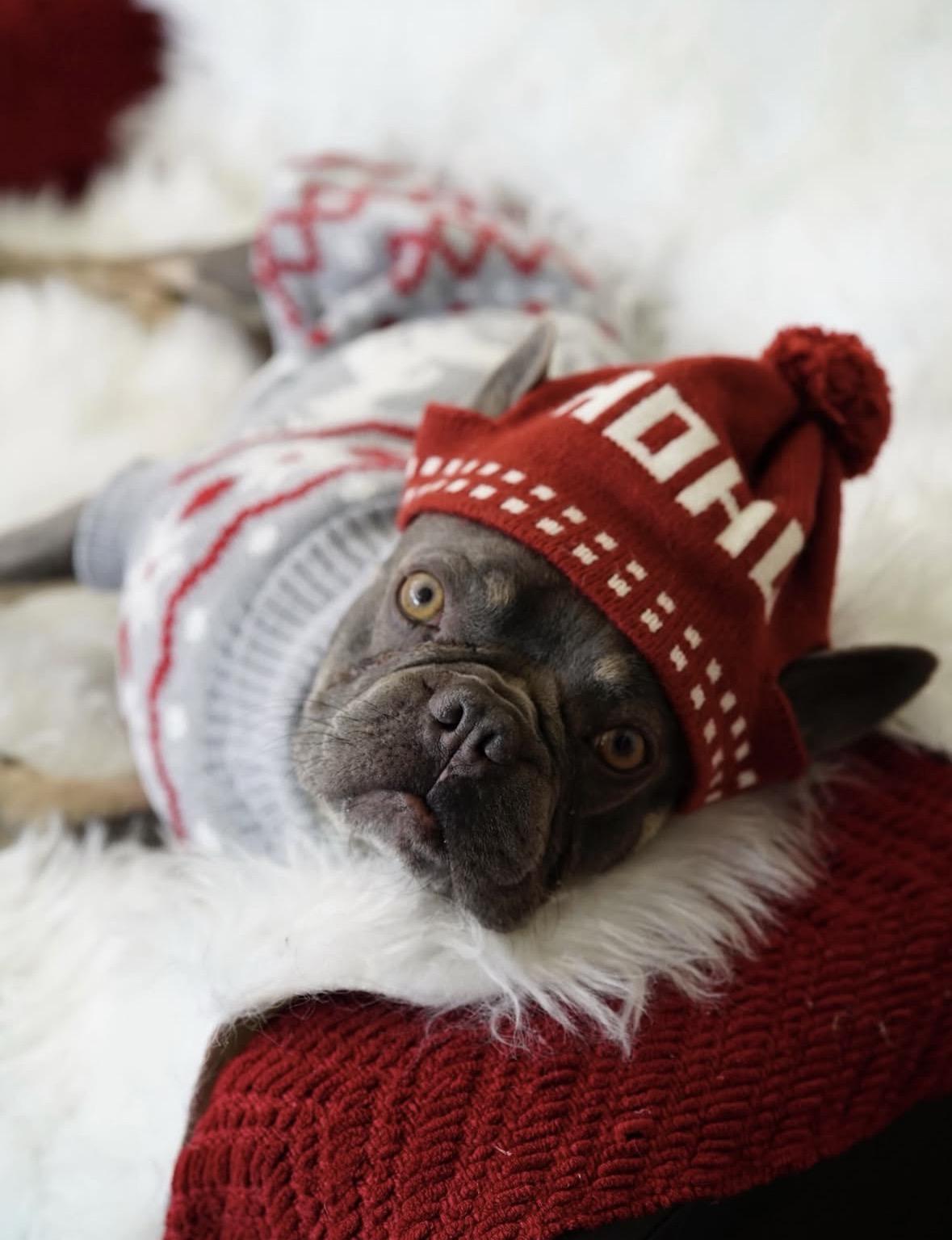 Enlarge Boo Boo, a ADOPTABLE French Bulldog in Pasadena, CA image 3/6