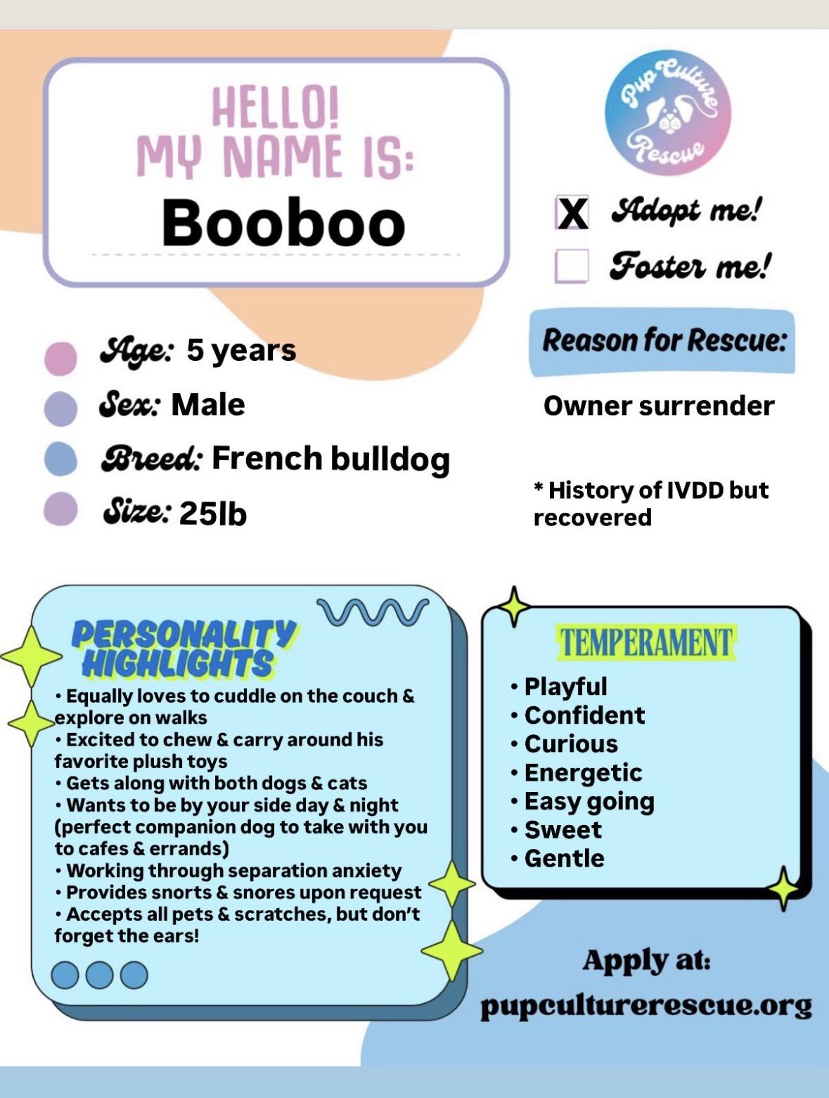 Enlarge Boo Boo, a ADOPTABLE French Bulldog in Pasadena, CA image 2/6