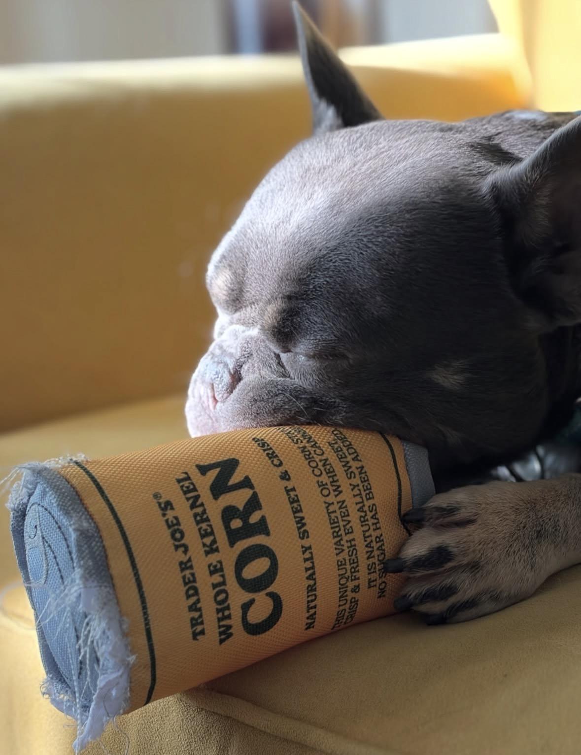 Enlarge Boo Boo, a ADOPTABLE French Bulldog in Pasadena, CA image 4/6