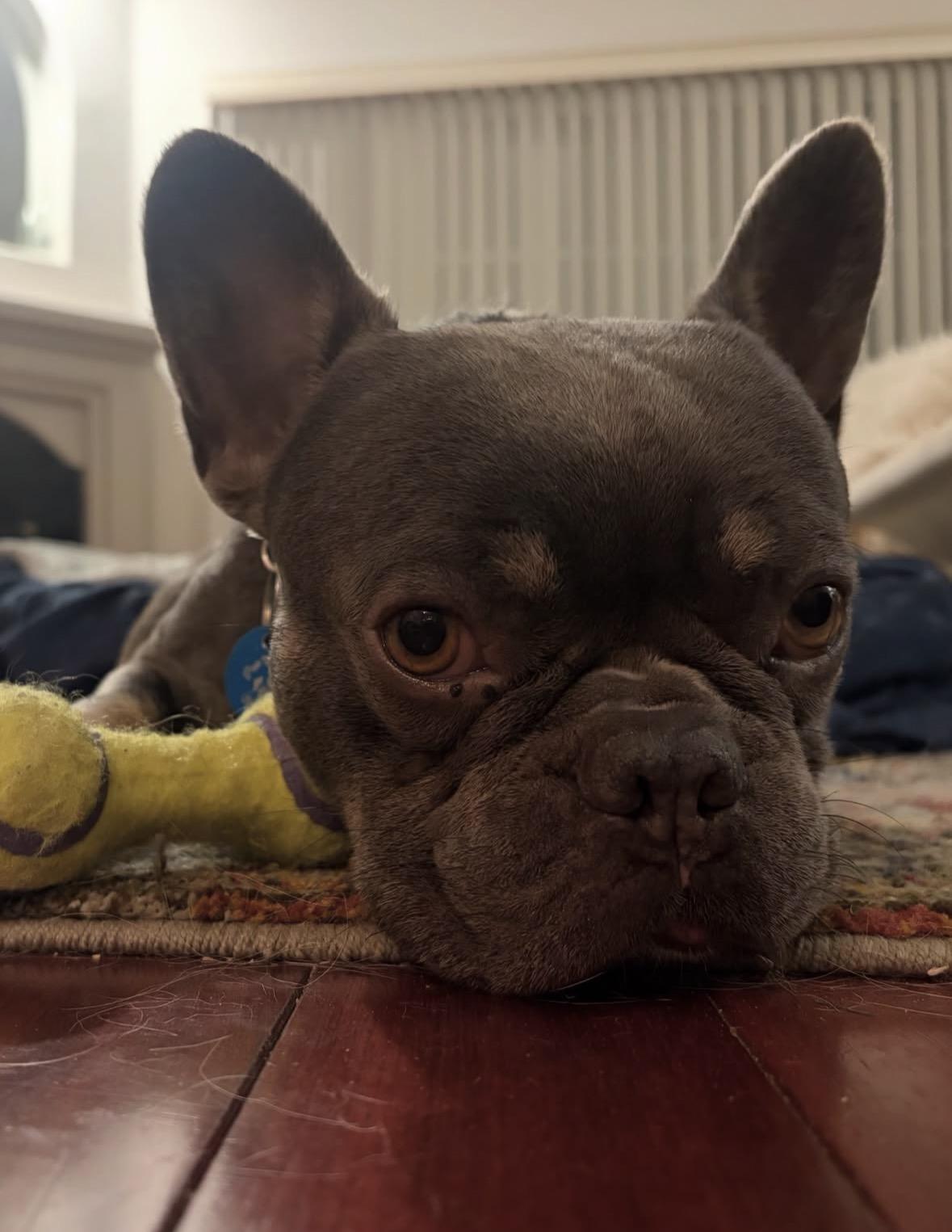 Enlarge Boo Boo, a ADOPTABLE French Bulldog in Pasadena, CA image 5/6