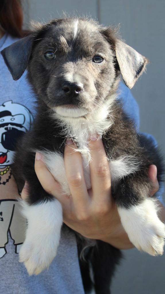 Pugsley, Adoptable, Puppy Male Border Collie & Pit Bull Terrier.